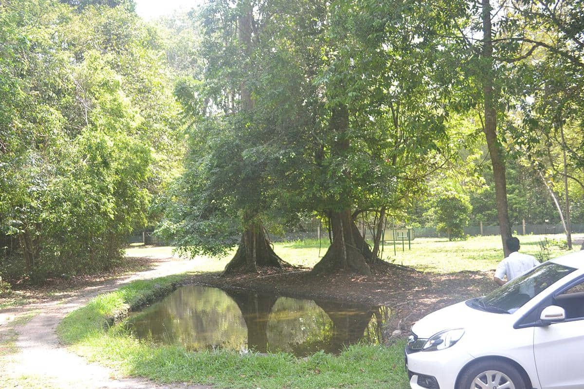 4 Burung di Taman Nasional Way Kambas, Mayoritas Terancam Populasinya 