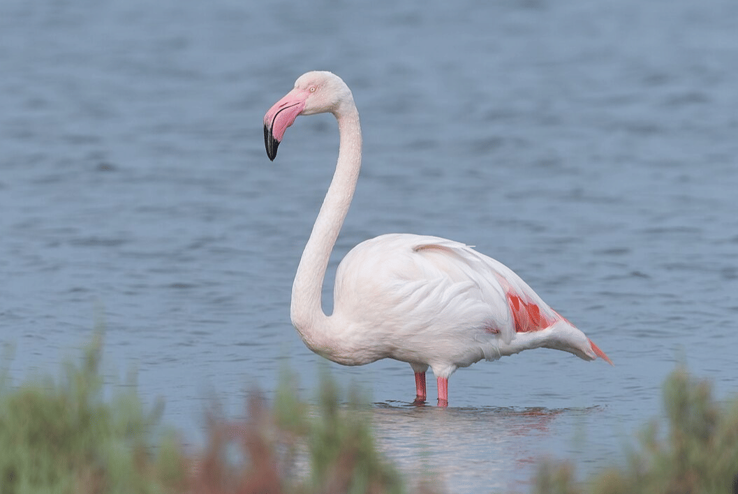 5 Fakta Menakjubkan Flamingo Besar, Tingginya Hampir 2 Meter