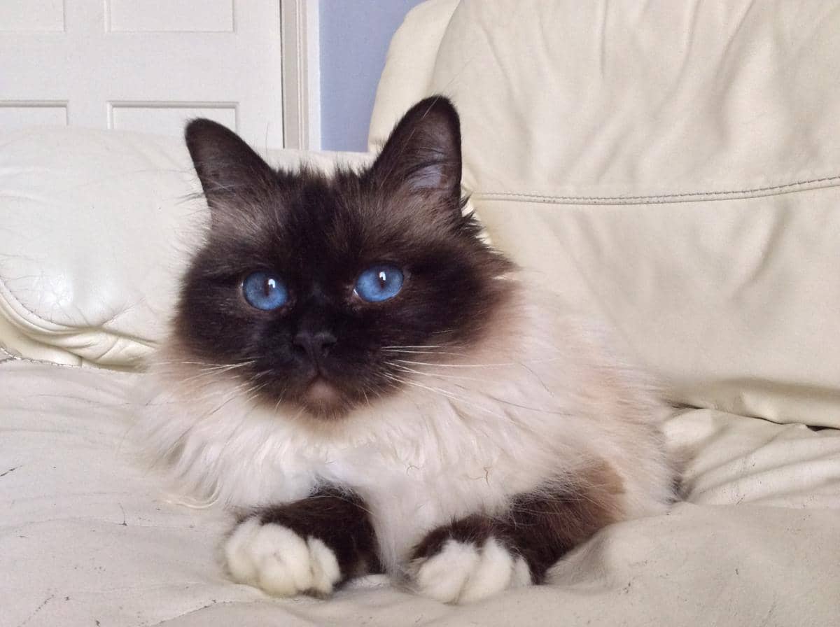 Kucing Birman