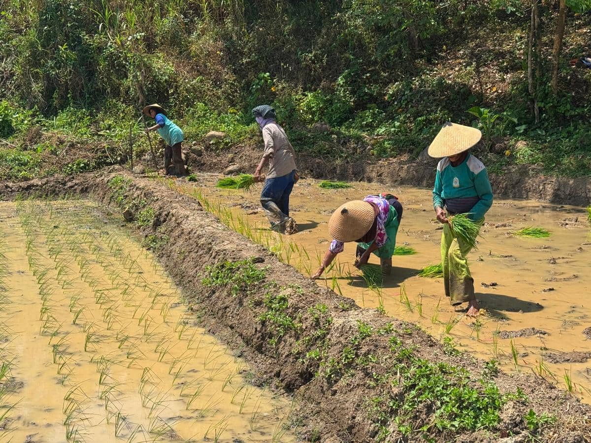 Lama Terbengkalai, Sawah di Semarang Jadi Lahan Modern Bertenaga Surya