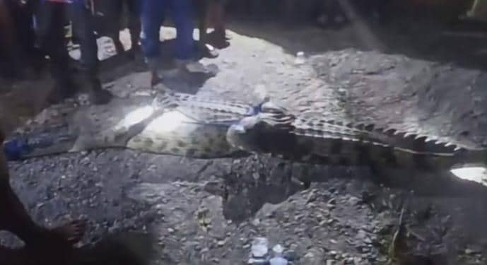 Bocah 10 tahun ditemukan meninggal usai diterkam buaya di Sungai Budong-budong, Kecamatan Topoyo, Kabupaten Mamuju Tengah, Sulawesi Barat. (