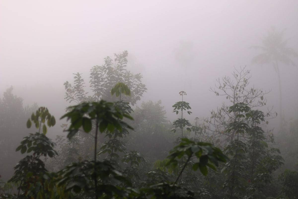 ilustrasi kabut alami