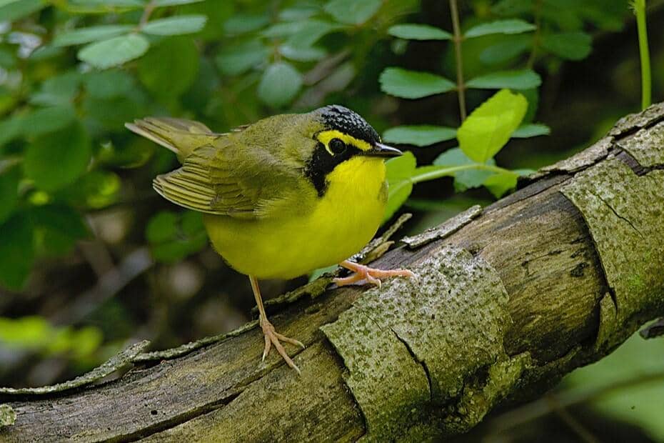 Kentucky Warbler