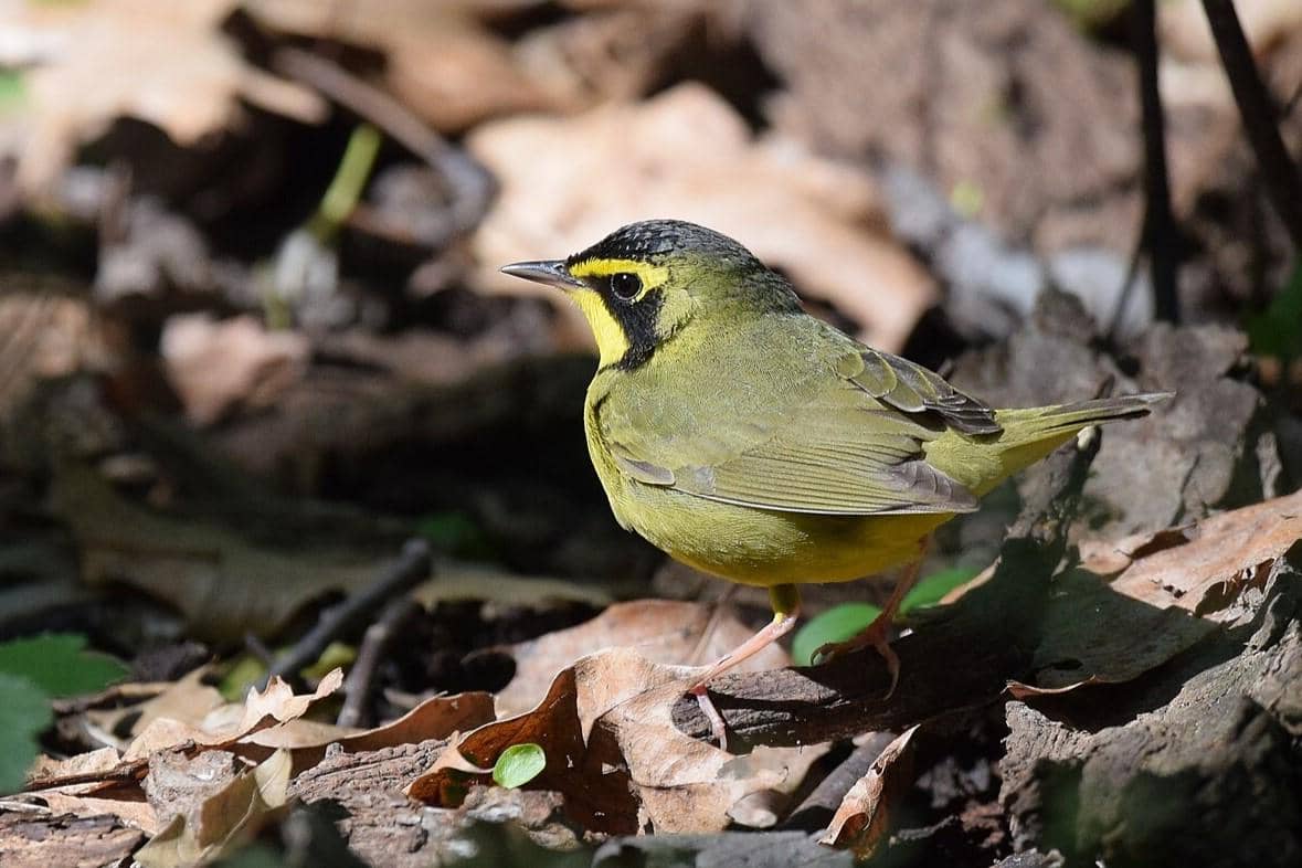 Kentucky Warbler