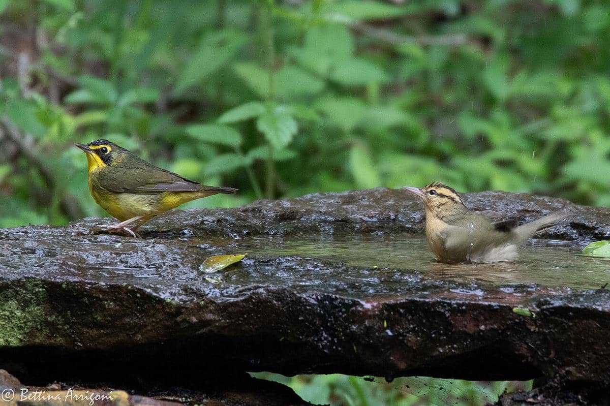 Kentucky Warbler