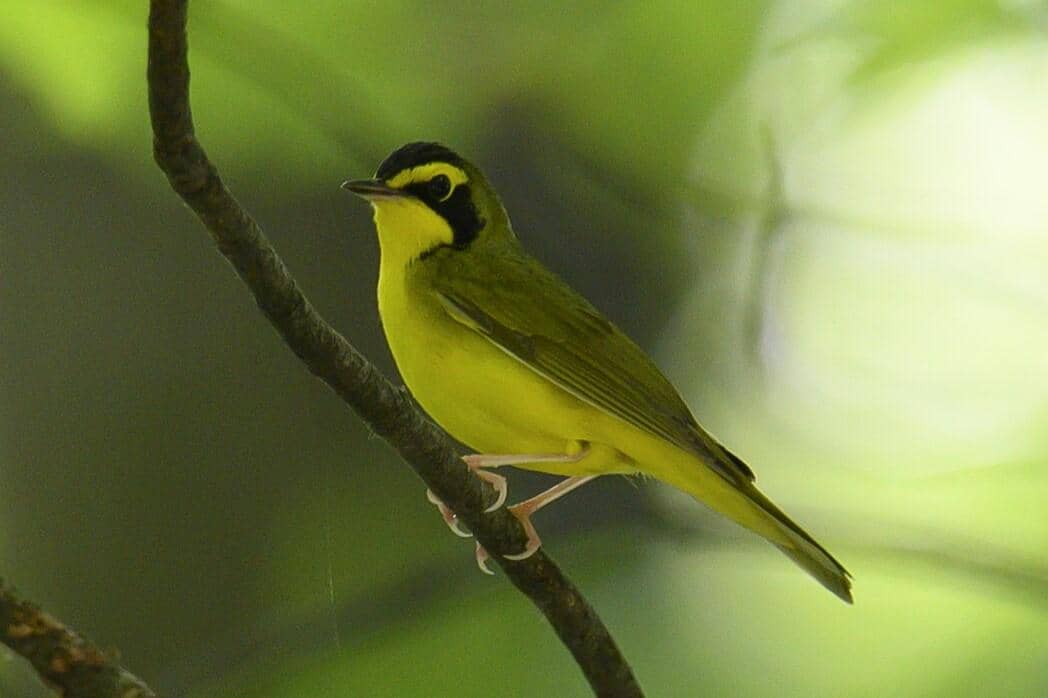 5 Fakta Kentucky Warbler, Burung yang Menyanyikan Satu Lagu Seumur Hidup
