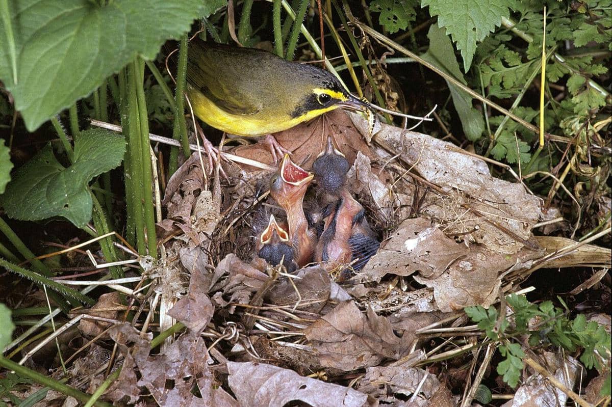 Sarang Kentucky Warbler