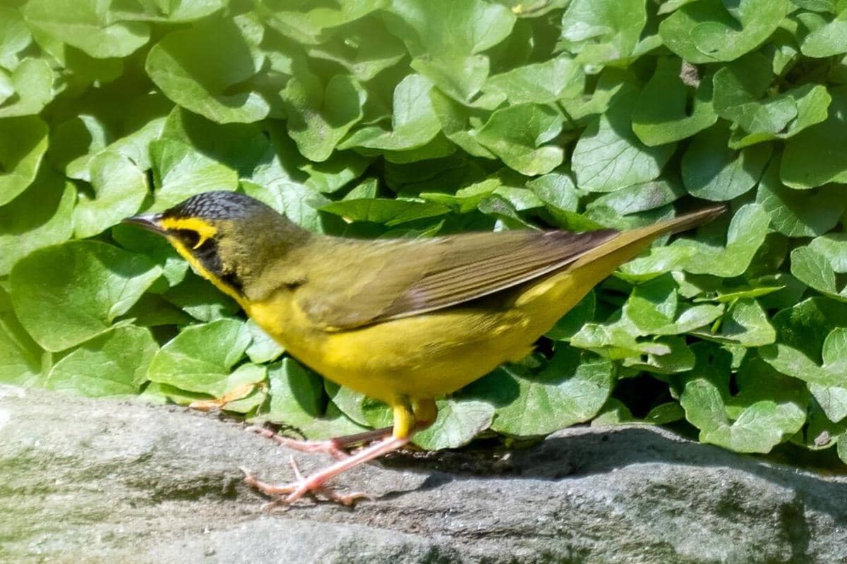 Kentucky Warbler