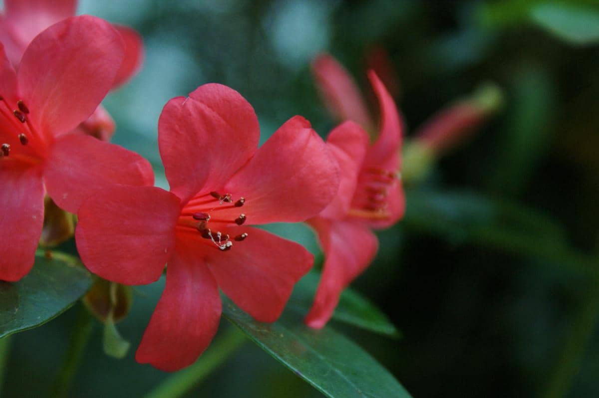 ilustrasi Rhododendron arfakianum