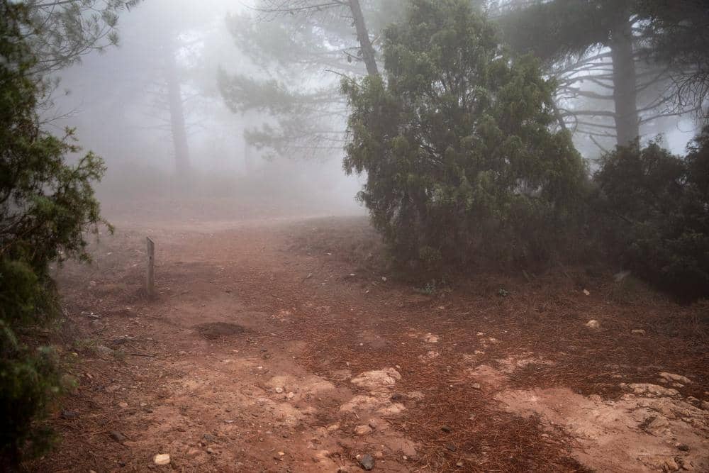 Potret tanah di hutan