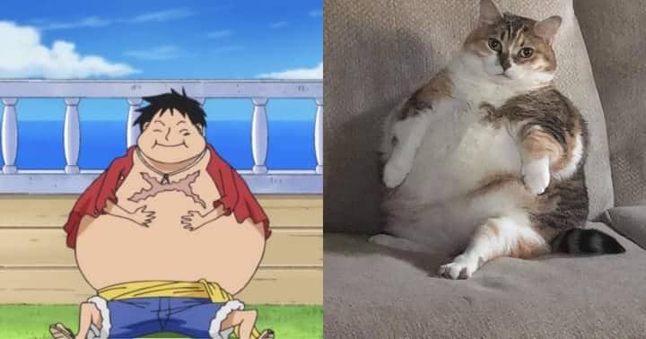 meme kucing tema One Piece