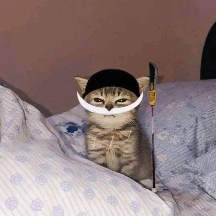 meme kucing tema One Piece