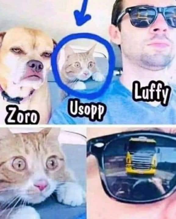 meme kucing tema One Piece
