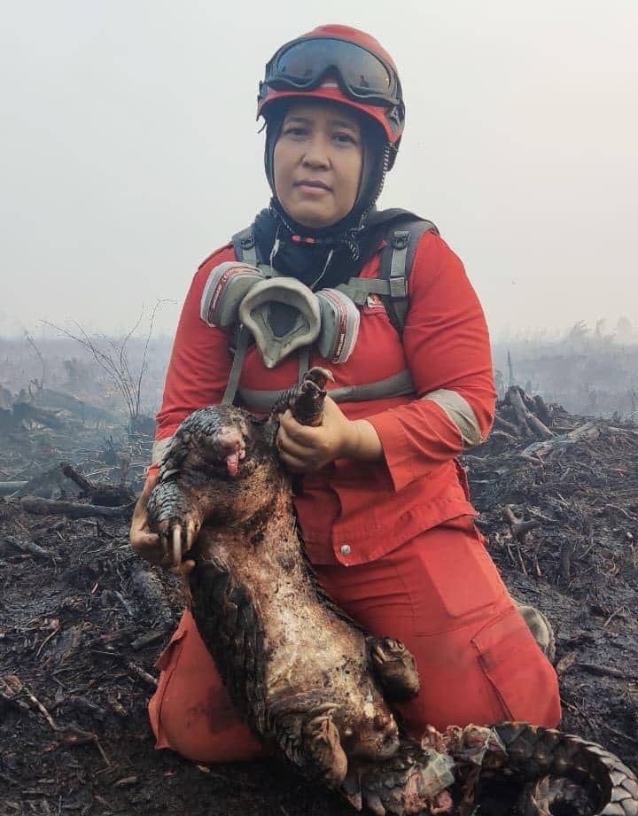 Karhutla Hanguskan Trenggiling Jantan di Ketapang Kalbar
