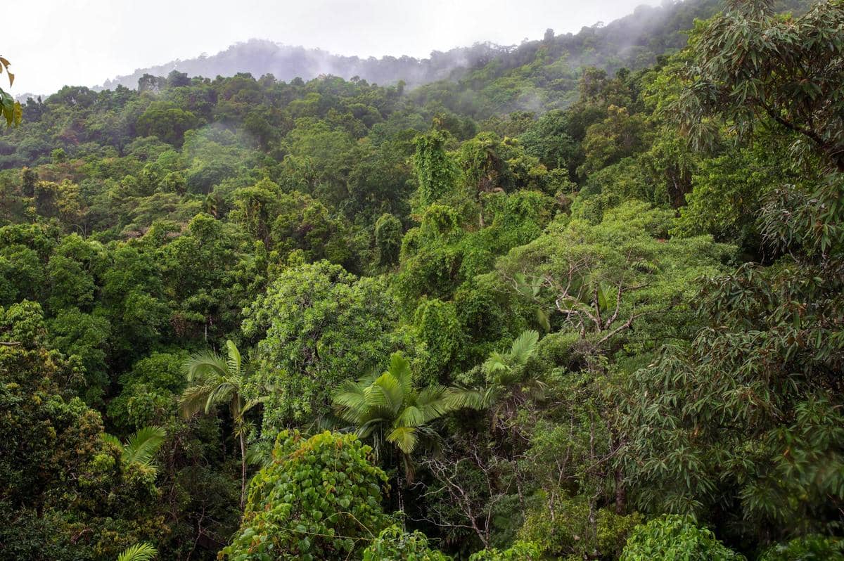Mengenal Chanee Getol, Pria Asal Prancis Pelindung Hutan-Satwa Indonesia