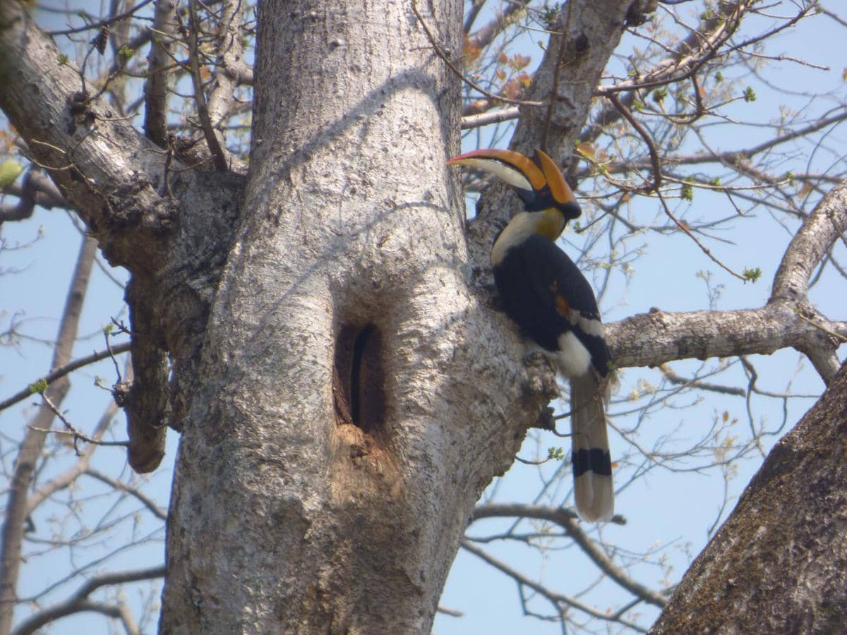 Burung enggang