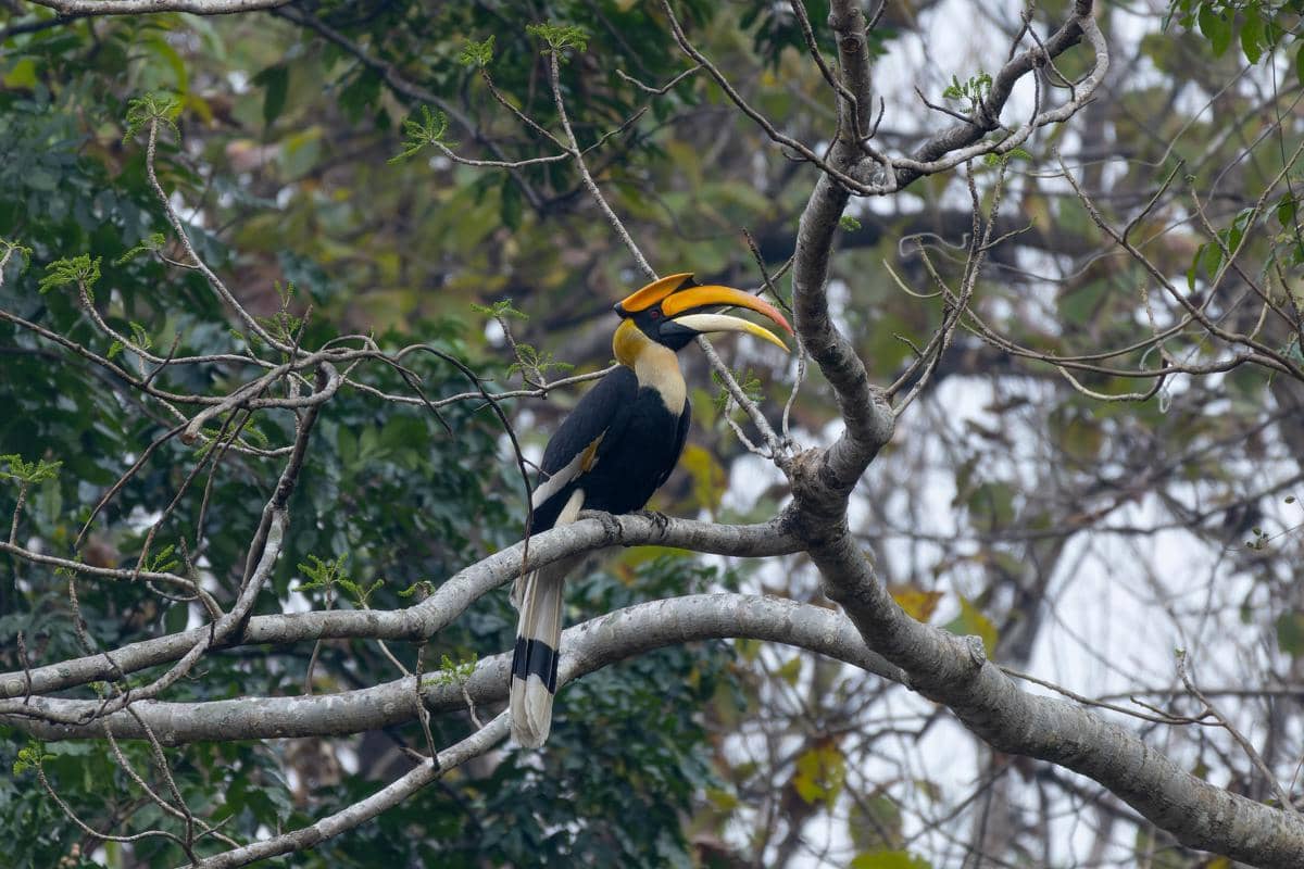 Bagaimana Burung Enggang Menyebarkan Biji Tumbuhan di Hutan?