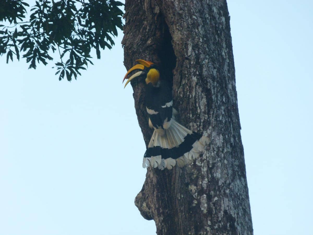 Burung enggang