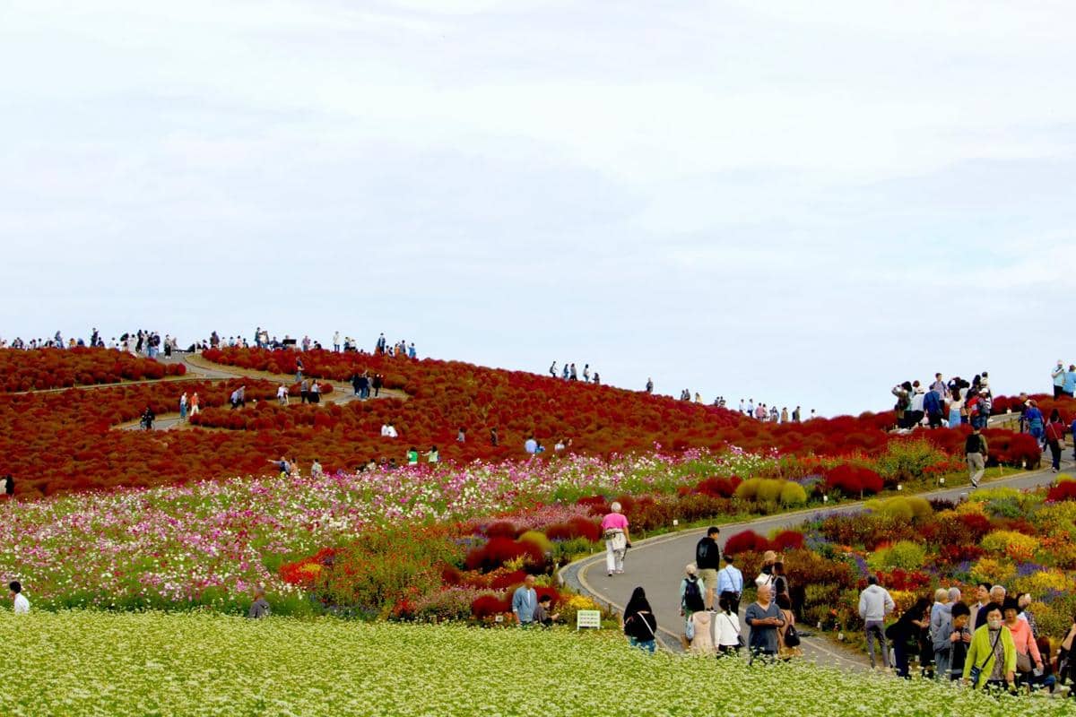 5 Festival Bunga saat Musim Gugur di Jepang, Gak Cuma Momiji!