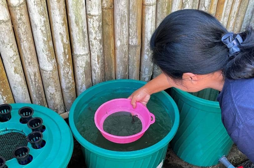 Budikdamber Probiotik Unud Cegah Stunting di Desa Gesing