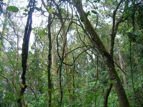 Potret tumbuhan liana di hutan
