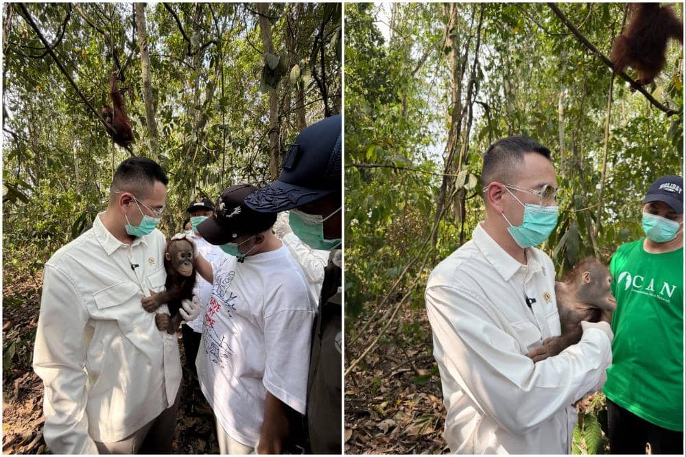 Raffi Ahmad Main di Pusat Rehabilitasi Orang Utan di Berau, Antusias!