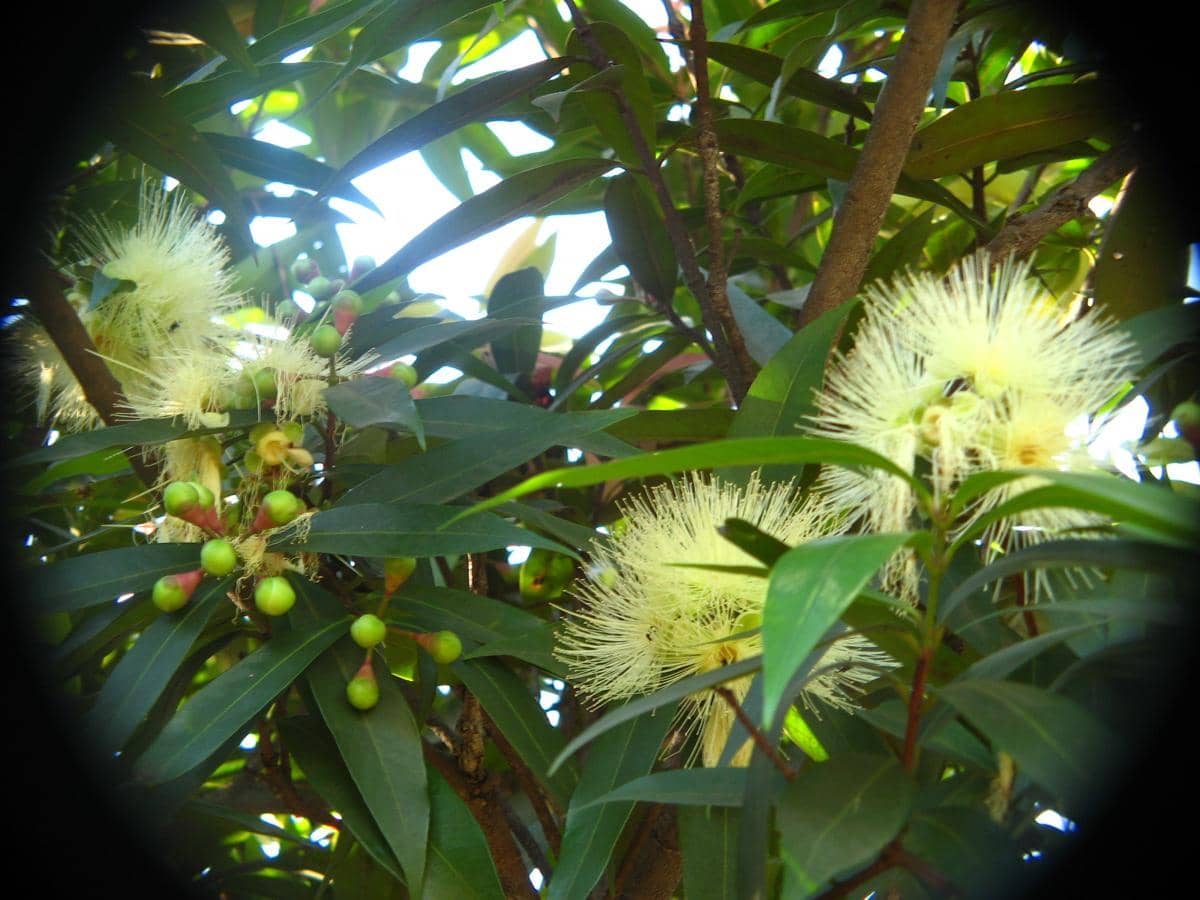 Potret kuntum bunga dari famili Myrtaceae 