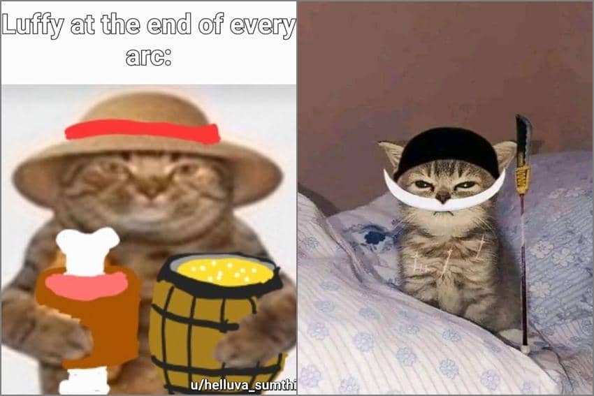8 Meme Kucing Tema One Piece, Ada yang Malah Sembunyi kayak Chopper?