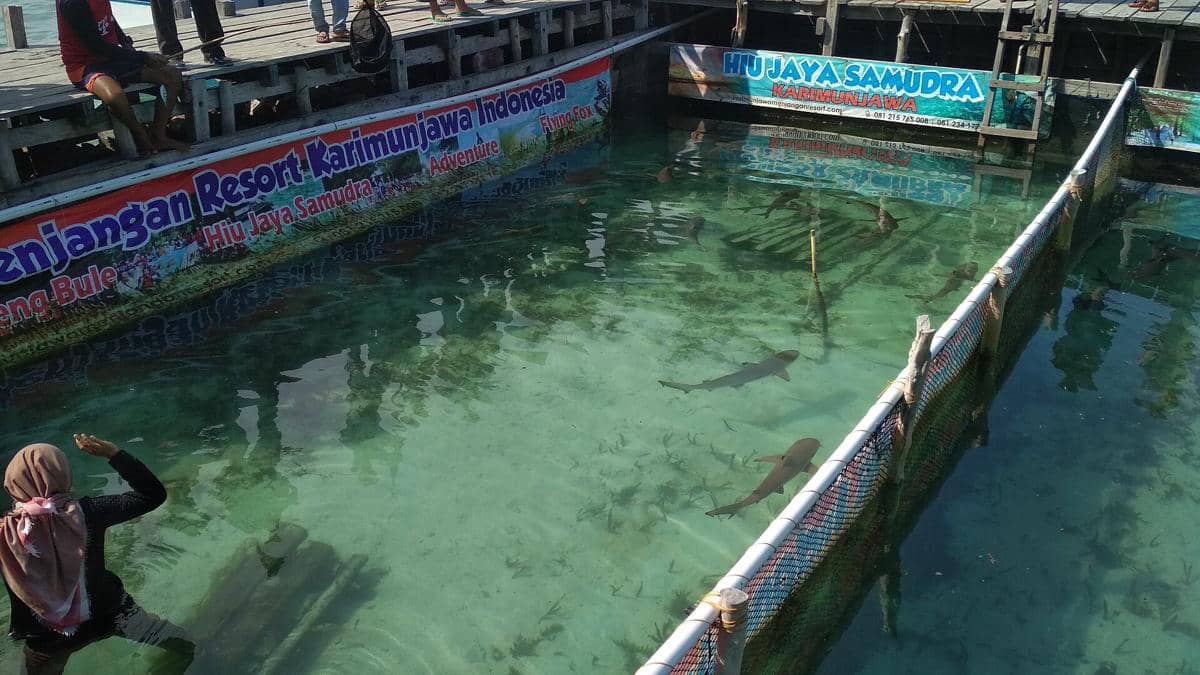 Potret penangkaran hiu di Pulau Menjangan Kecil, Karimunjawa, Jawa Tengah