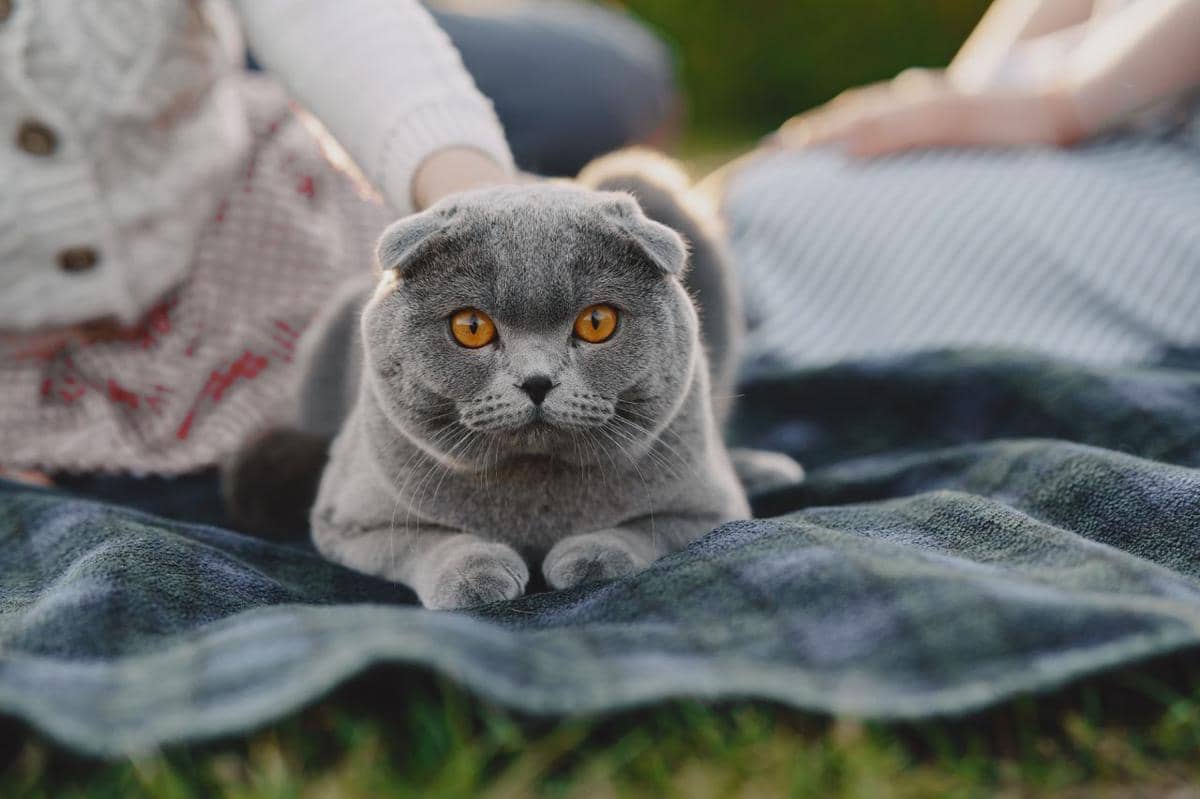 6 Fakta Menarik Kucing Scottish Fold, Ras Penuh Kontroversi