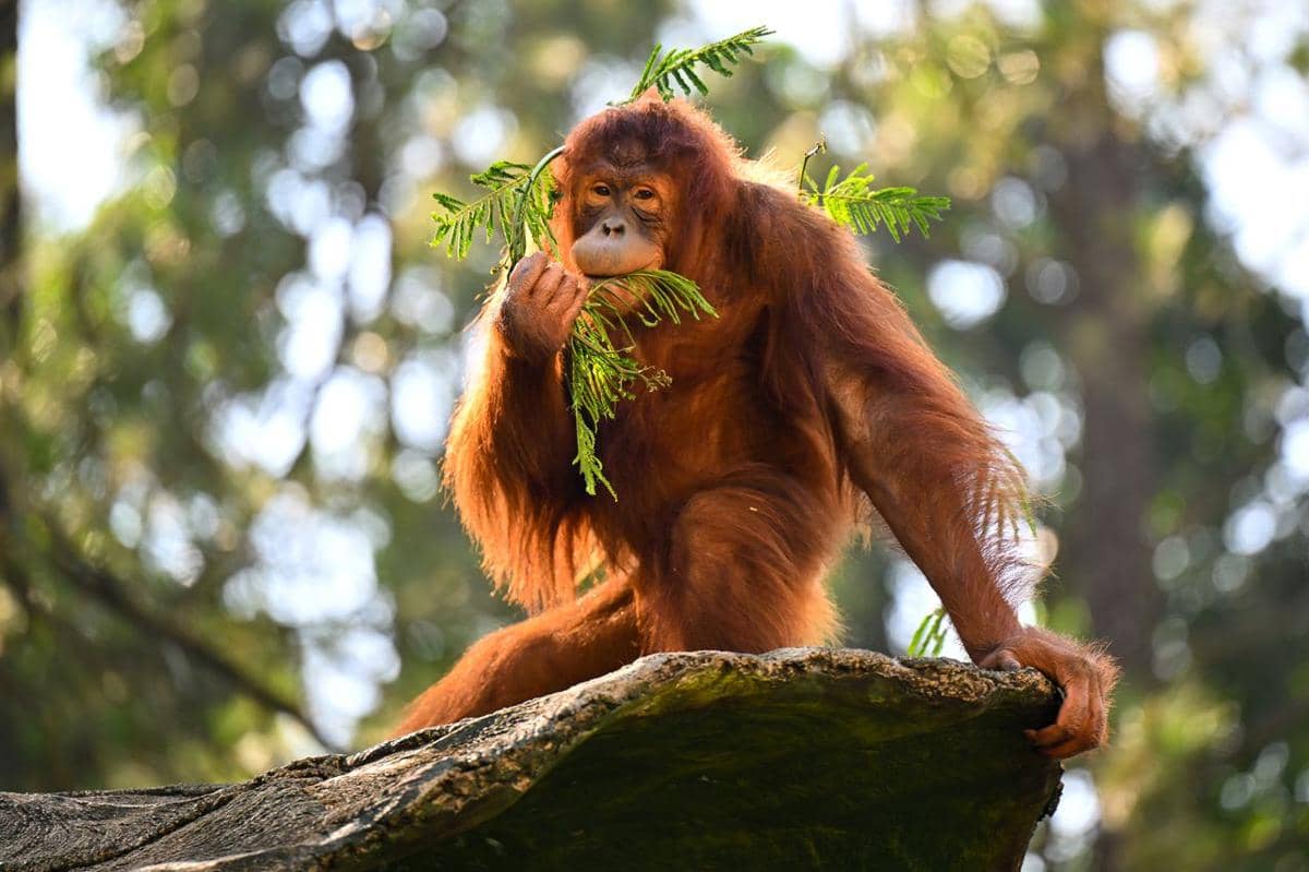 Kenapa Orangutan Lebih Banyak Menghabiskan Waktu di Atas Pohon?
