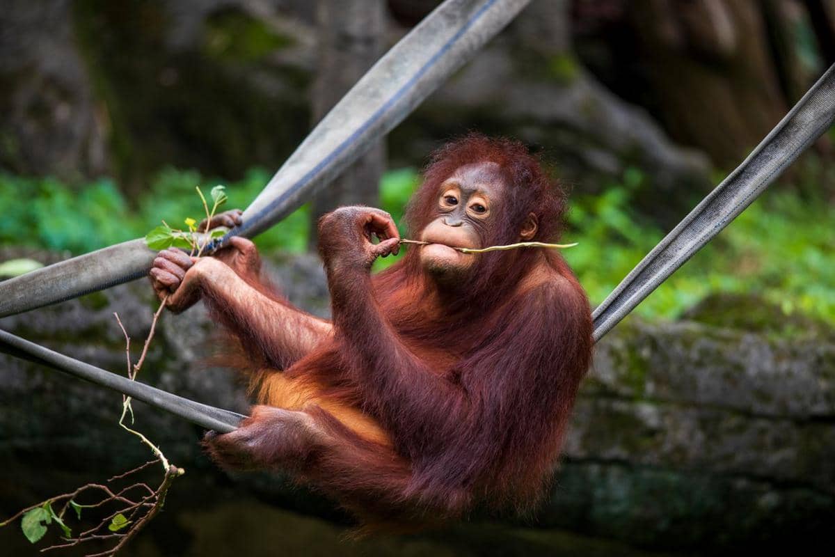 Ilustrasi orangutan makan pucuk daun