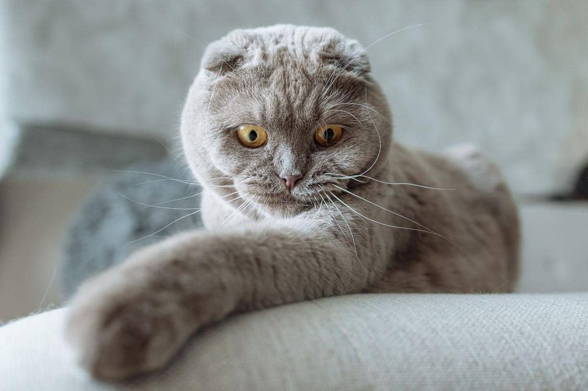 ilustrasi rahasia telinga kucing terlipat