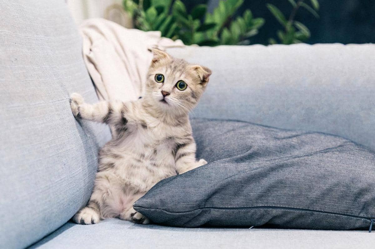 ilustrasi posisi lucu kucing duduk