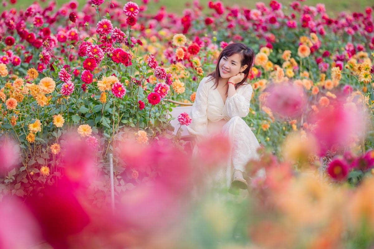 ilustrasi Festival Bunga Dahlia