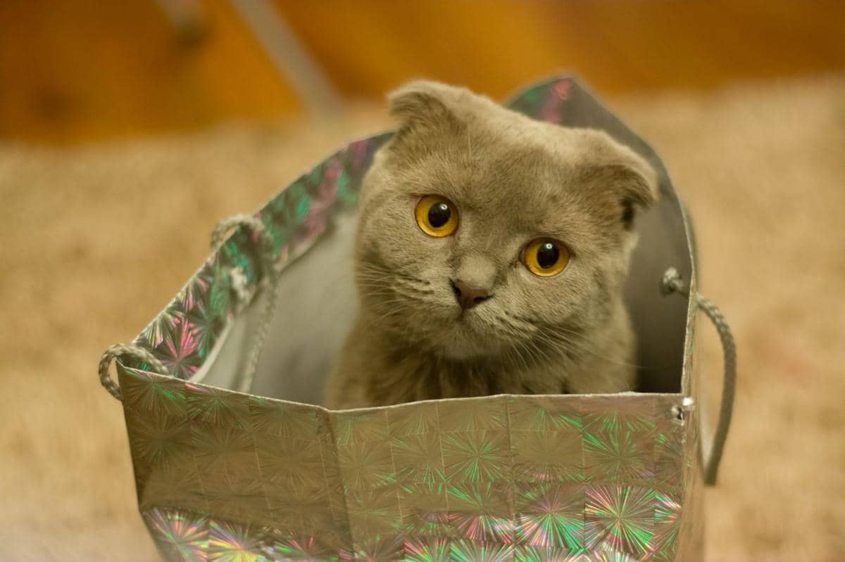 ilustrasi wajah kucing bulat