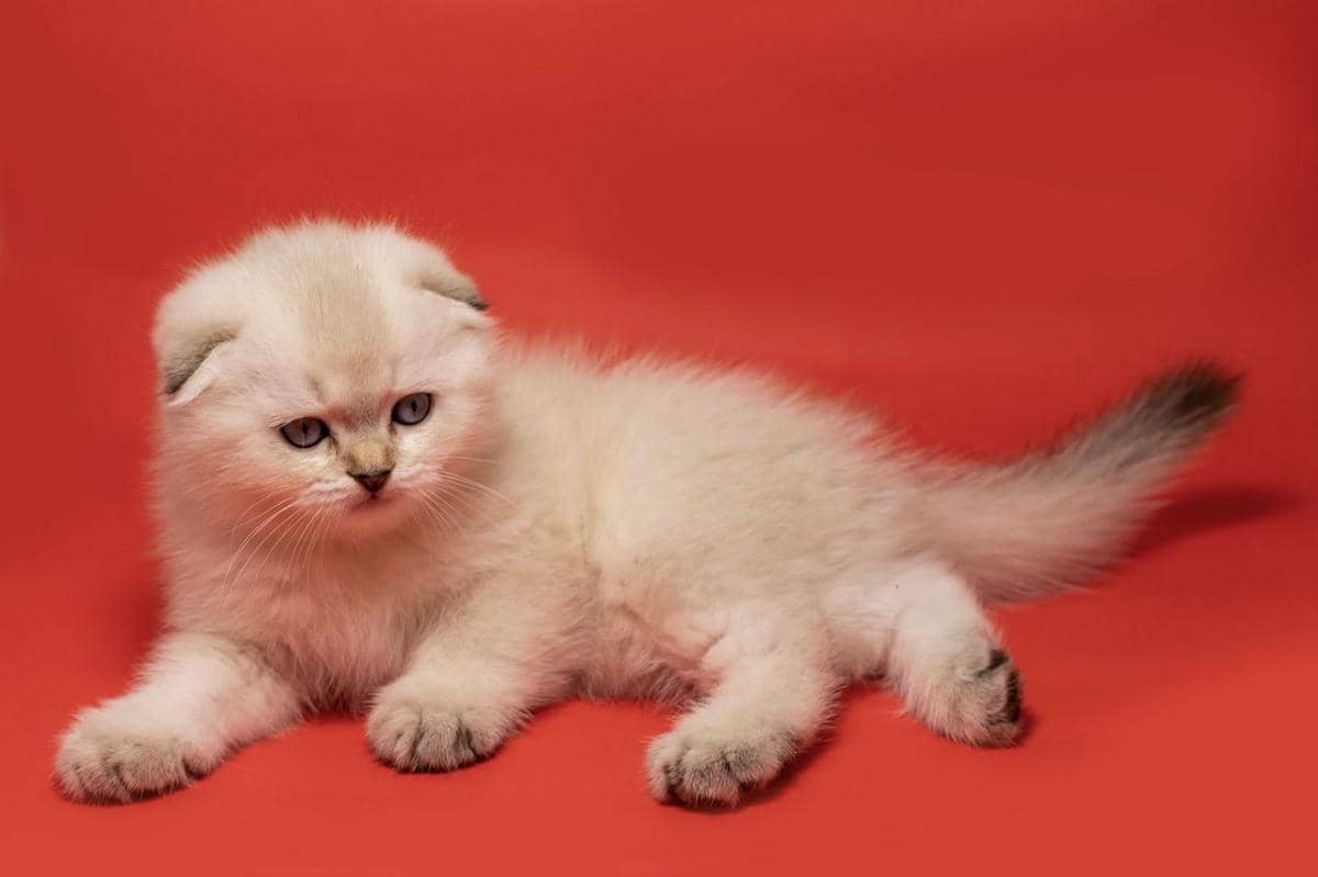 ilustrasi sejarah kucing Scottist Fold
