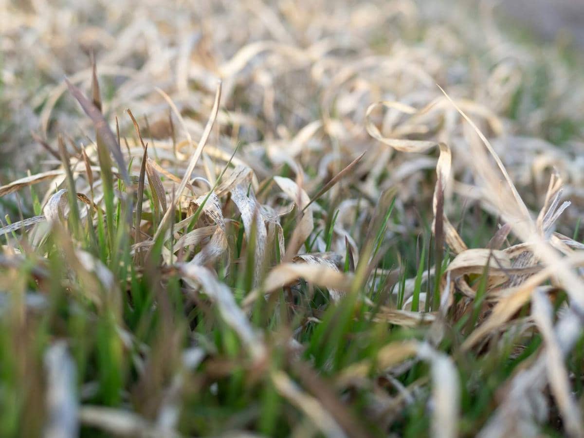 28 Hektare Sawah Jatim Puso, Potensi Kehilangan Gabah Capai 156,8 Ton