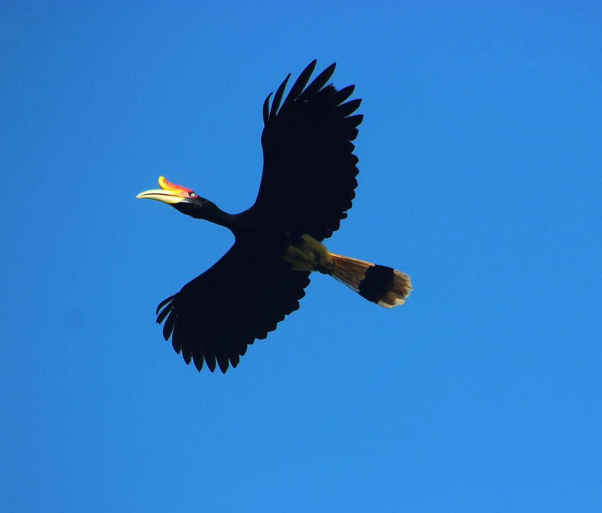 Burung enggang