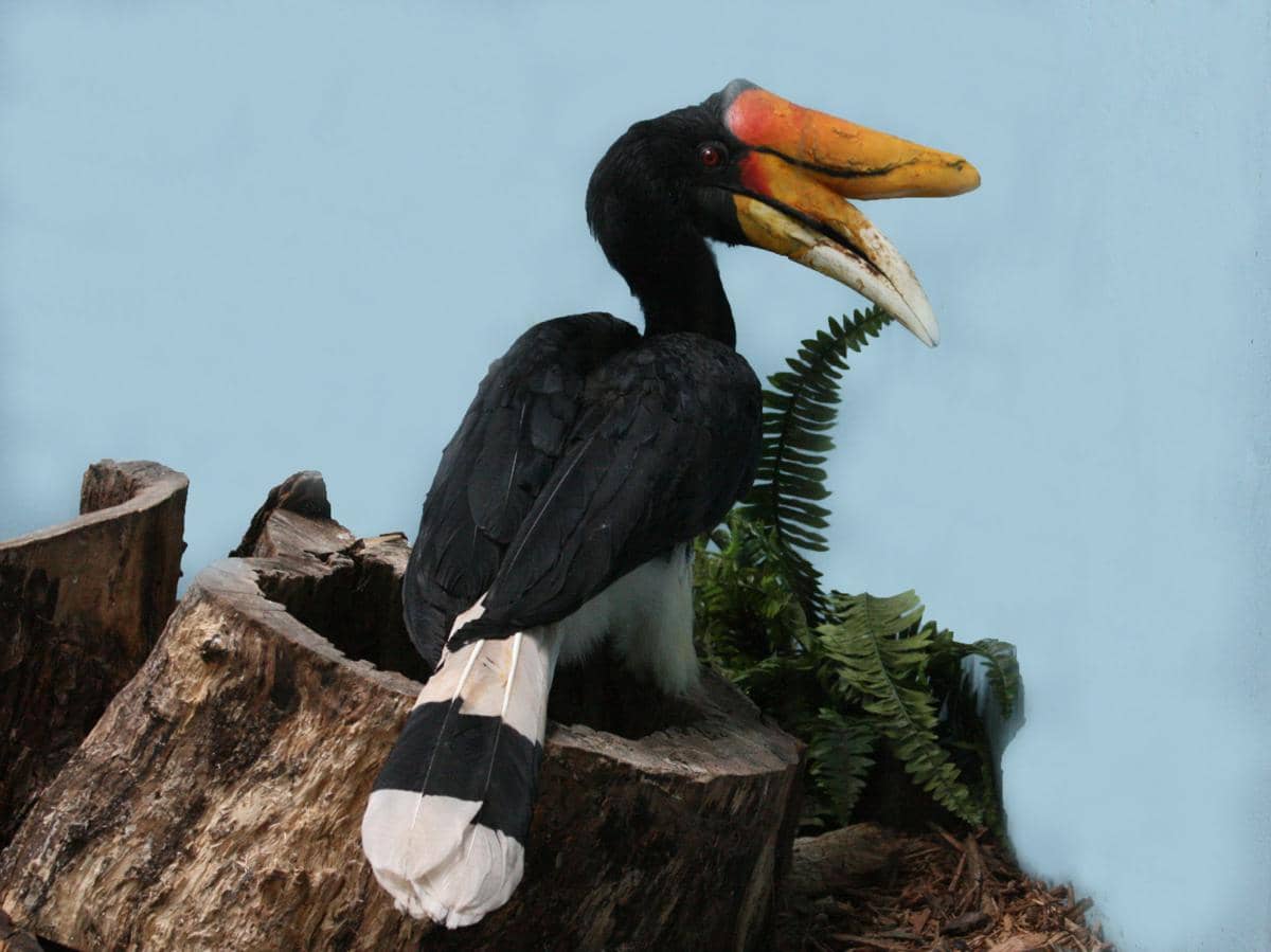 Burung enggang