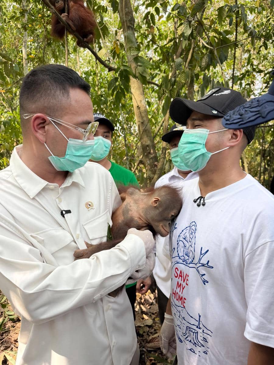 Raffi Ahmad mengunjungi pusat rehabilitasi orang utan di Berau