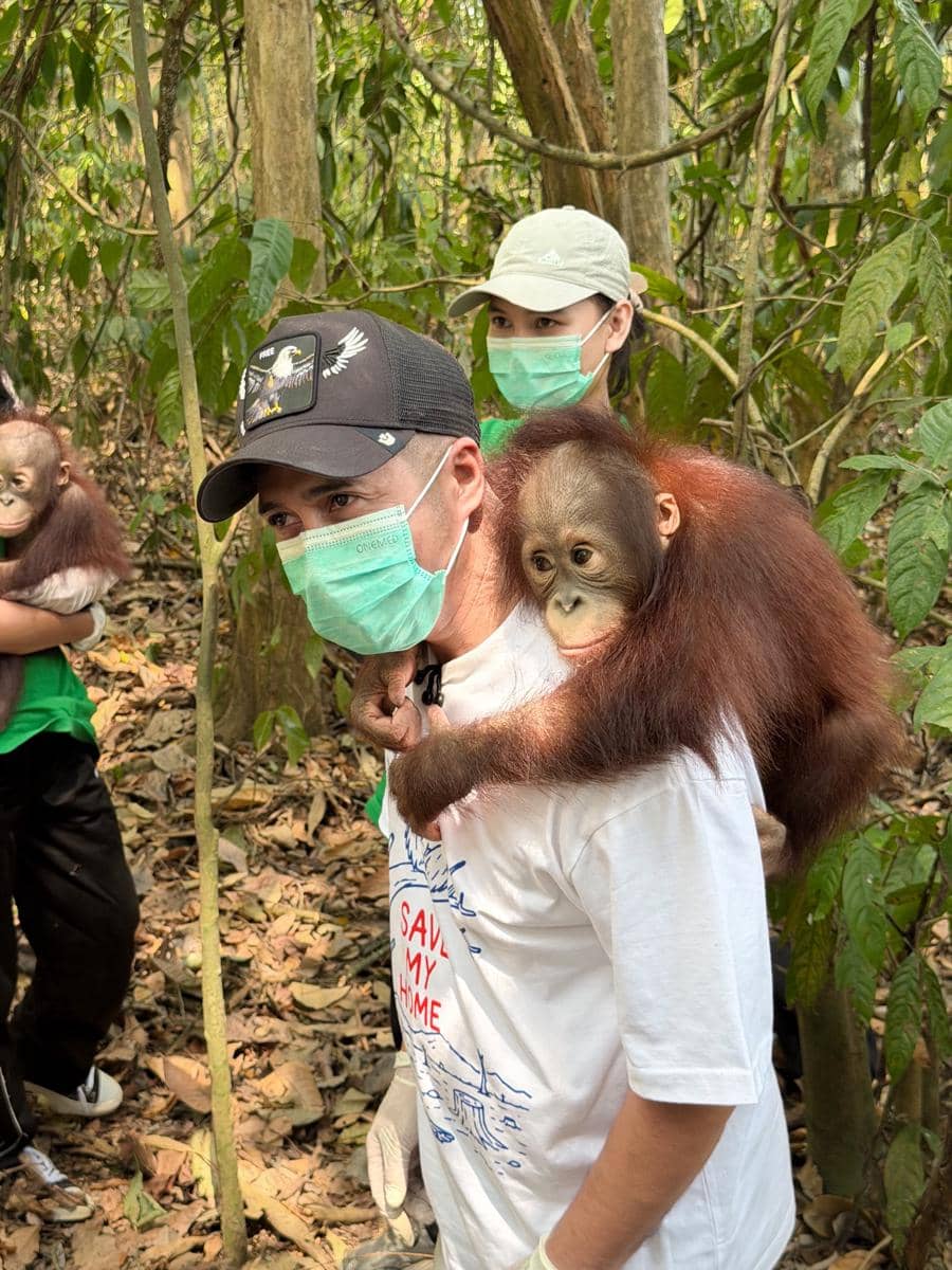 Raffi Ahmad mengunjungi pusat rehabilitasi orang utan di Berau