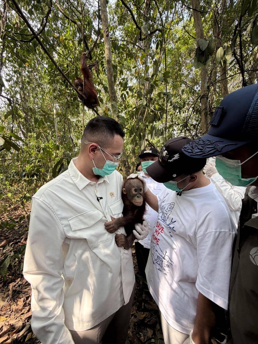 Raffi Ahmad mengunjungi pusat rehabilitasi orang utan di Berau