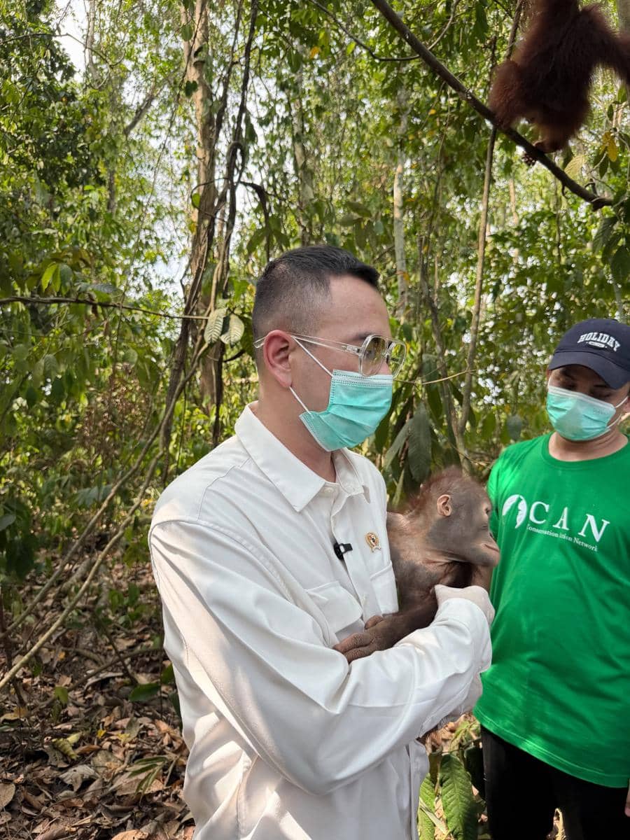 Raffi Ahmad mengunjungi pusat rehabilitasi orang utan di Berau