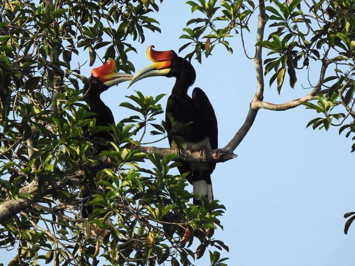 Kenapa Burung Enggang Bergantung pada Pohon Tua untuk Bereproduksi?