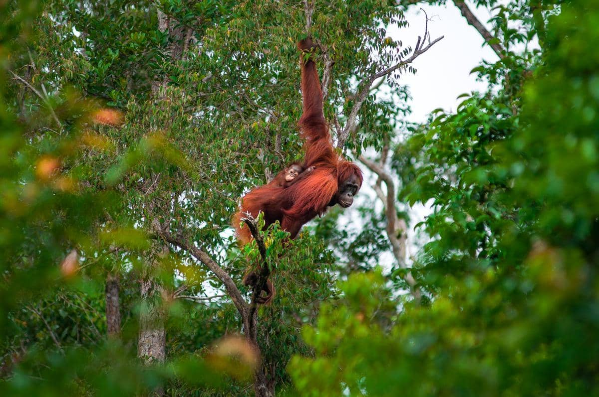 Taman Nasional Tanjung Puting