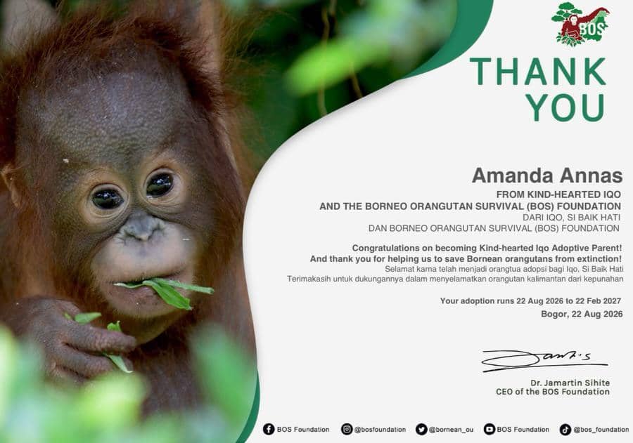 Sertifikat adopsi orangutan bernama Iqo dari program adopsi, memuat identitas satwa, tanggal, dan keterangan pendukung.