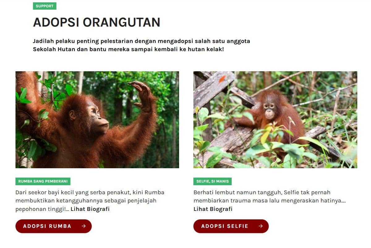 Tampilan halaman adopsi orangutan di situs orangutan.or.id dengan informasi program dan ajakan mendukung konservasi.
