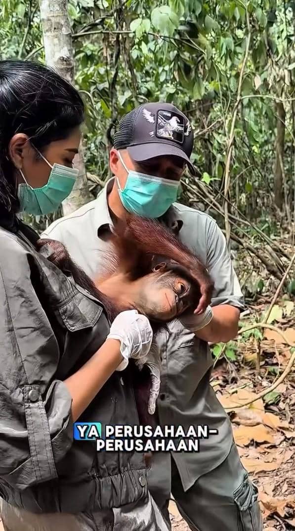 Irfan Hakim bertemu orangutan di hutan Kalimantan (instagram.com/irfanhakim75)