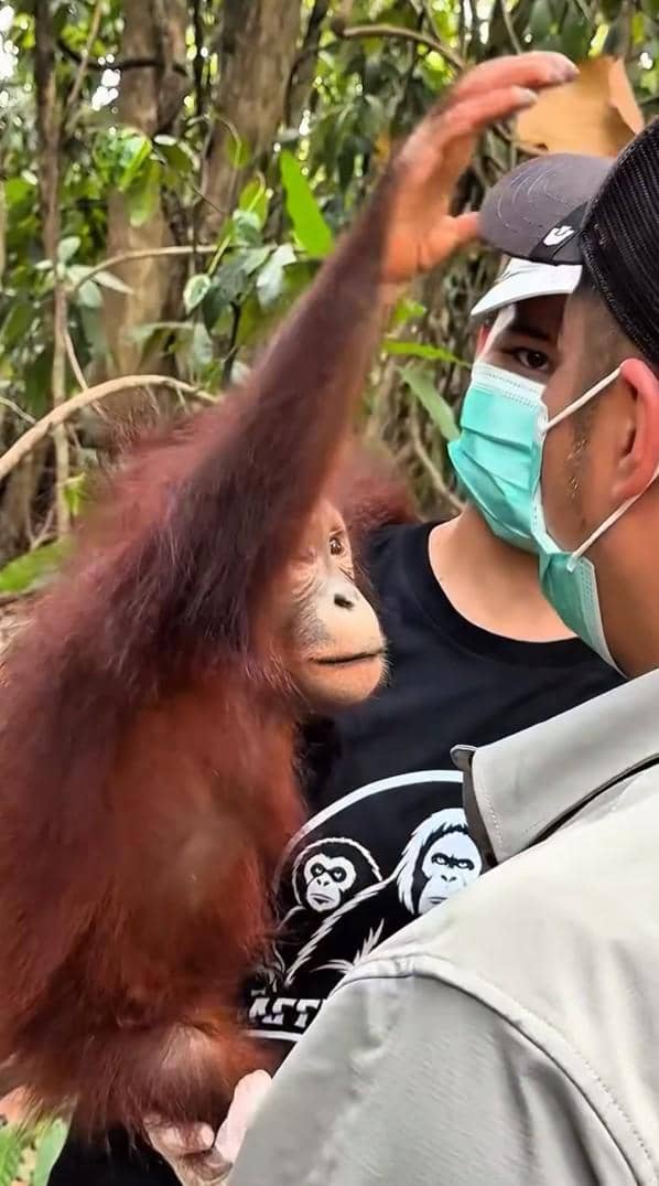 Irfan Hakim bertemu orangutan di hutan Kalimantan (instagram.com/irfanhakim75)